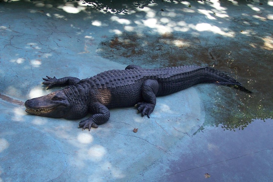 City history in the eyes of an alligator